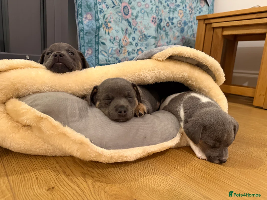 Jack Russell dogs for sale: Stunning blue and blue tri JRT pups - Advert 5