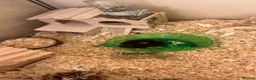 Hamster rodents for sale: Hamster black  - Advert 1