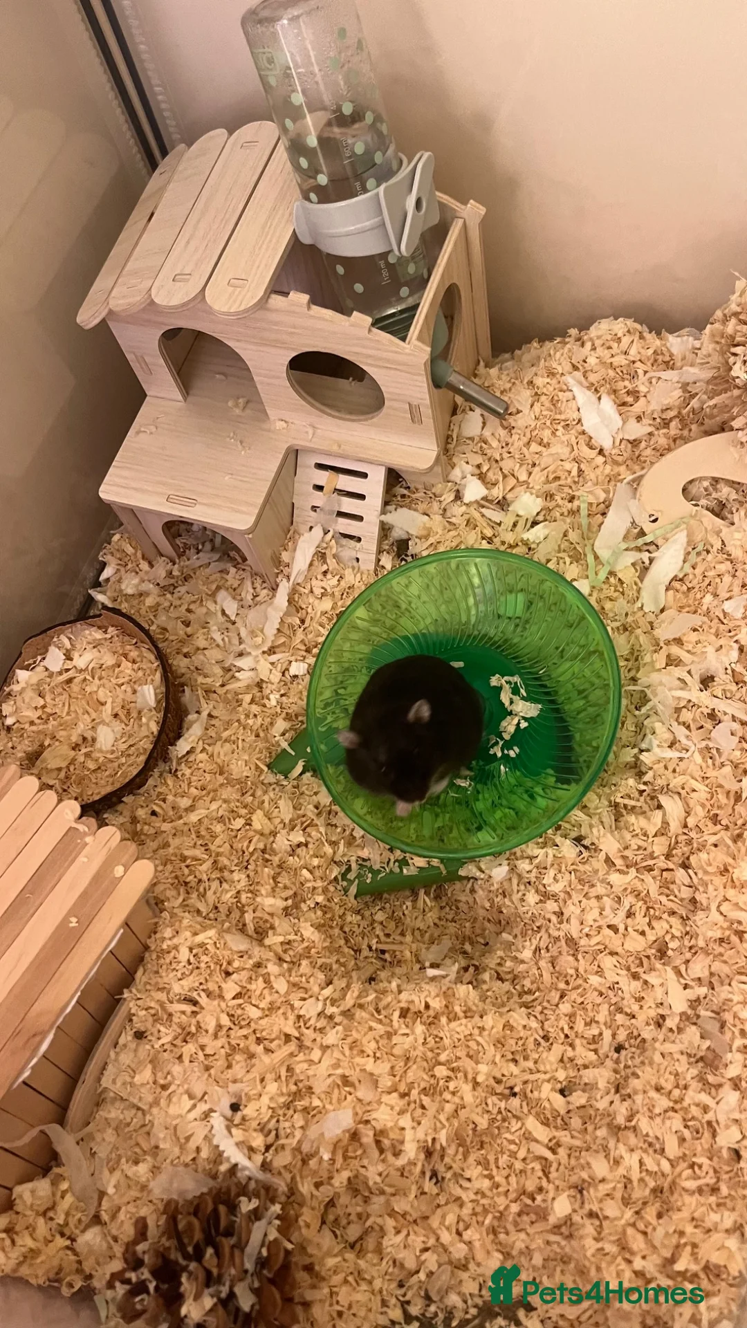 Hamster rodents for sale: Hamster black  - Advert 1