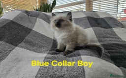 Ragdoll cats for sale: Beautiful fluffy Ragdolls / 2 boys left - Image 1