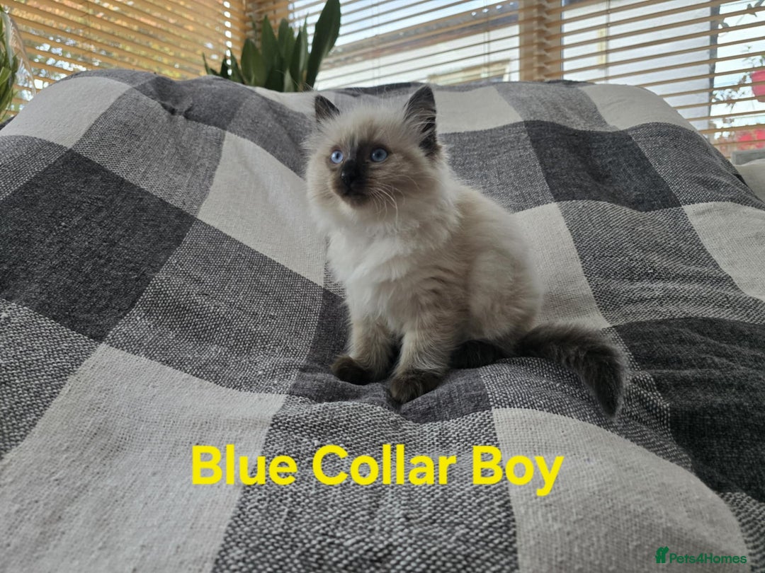 Ragdoll cats for sale: Beautiful fluffy Ragdolls / 2 boys left - Image 1