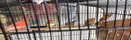 Finches birds for sale: Star Finches For Sale Located Rowlands Gill in Rowlands Gill - Advert 6