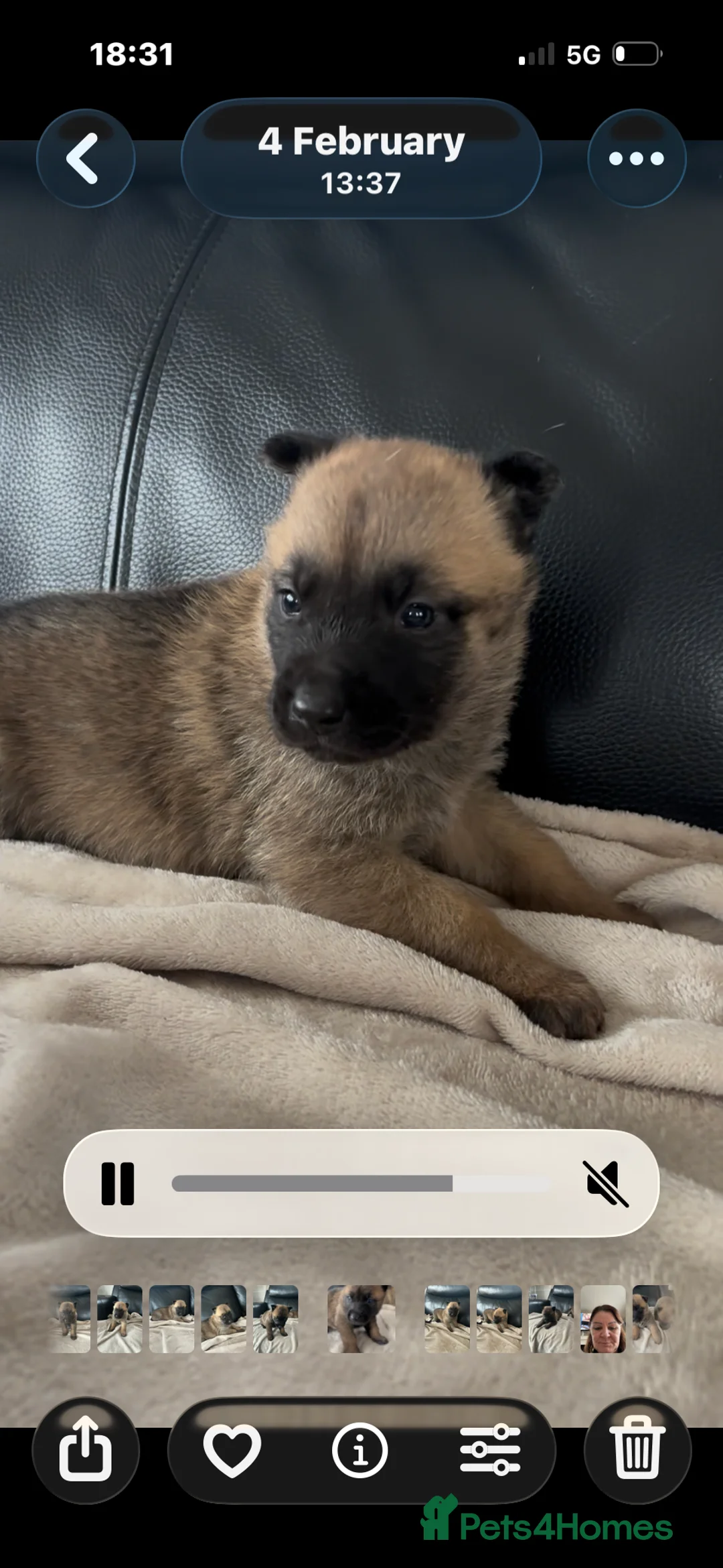 Belgian Shepherd Dog dogs for sale: Mam Dutch herder dad Belgian shepherd - Advert 3