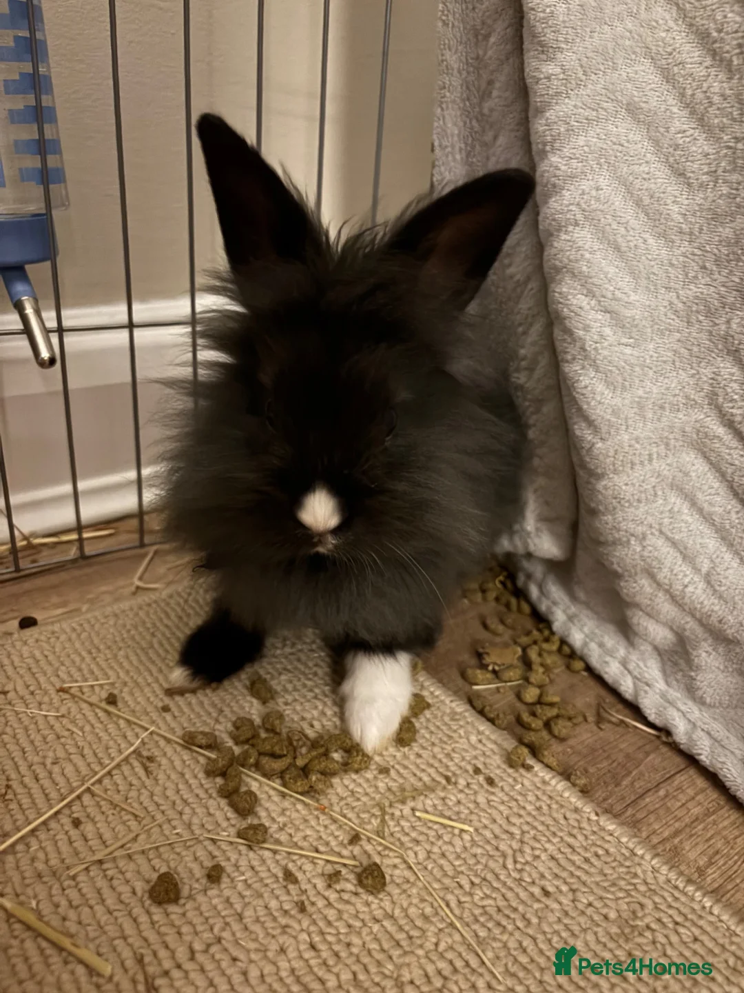 Lionhead rabbits for sale: Female lion head  - Advert 3