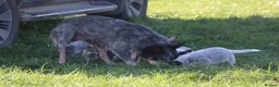 Australian Cattle Dog dogs for sale: 4 male Australian cattle dogs in Marlborough - Advert 11