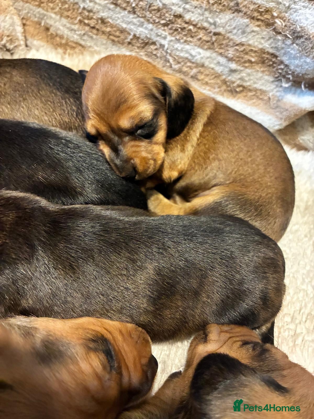Dachshund dogs for sale: Miniature dachshunds  - Advert 11