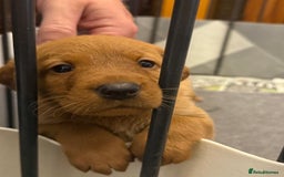 Labrador Retriever dogs for sale: KC Reg Labrador Puppies For Sale - Image 2
