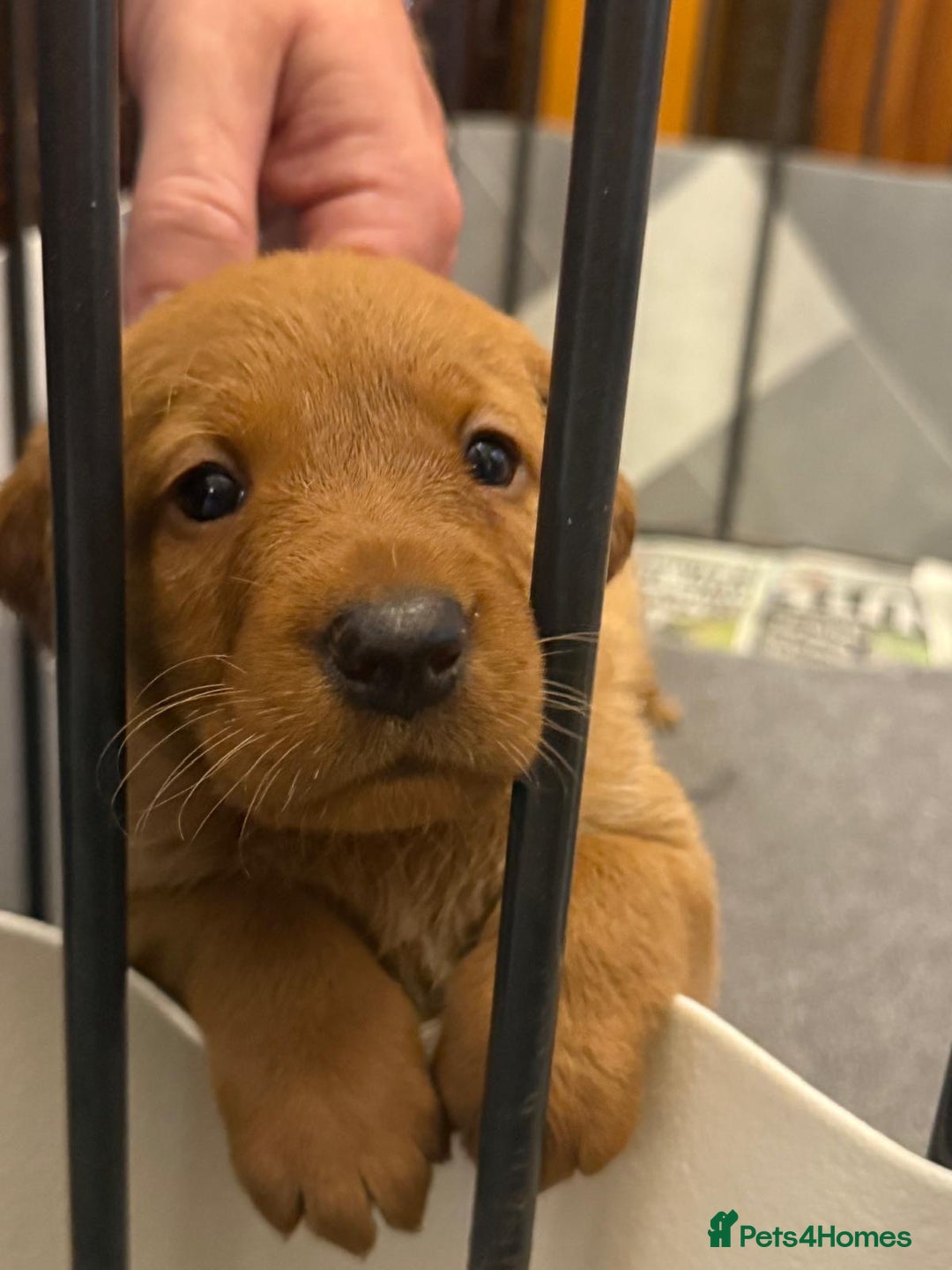 Labrador Retriever dogs for sale: KC Reg Labrador Puppies For Sale - Image 2