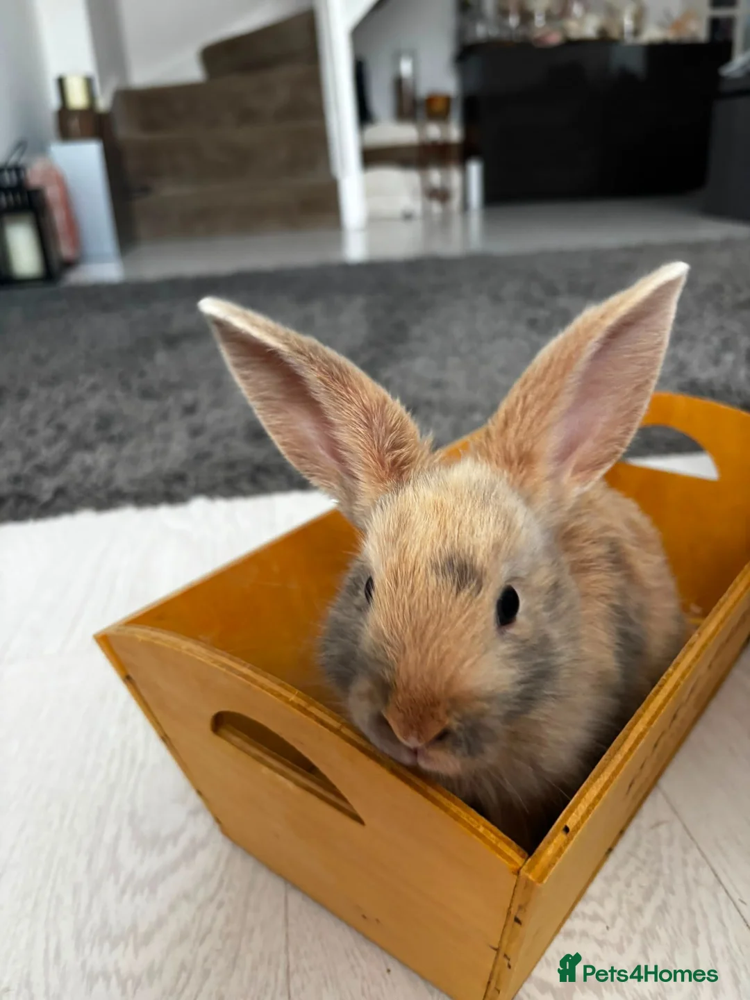 Mini Lop rabbits for sale: Baby rabbits in London - Advert 2