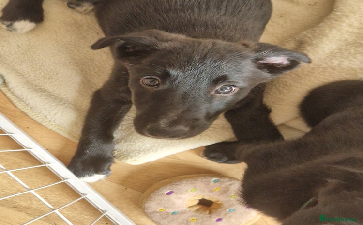 Mixed Breed dogs in Towcester - Advert 1