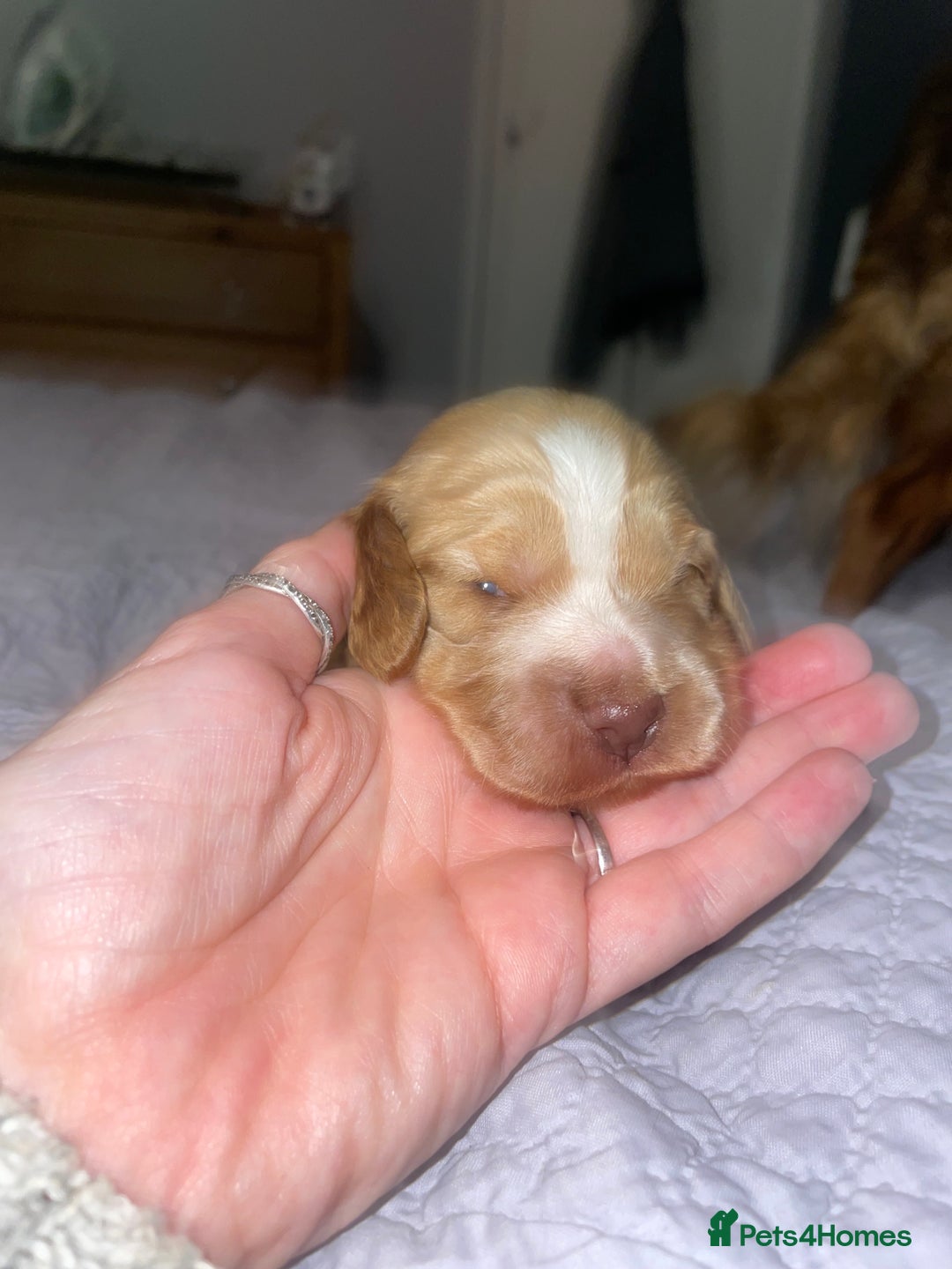 Cocker Spaniel dogs for sale: Beautiful health tested Cocker spaniel pups  - Advert 4