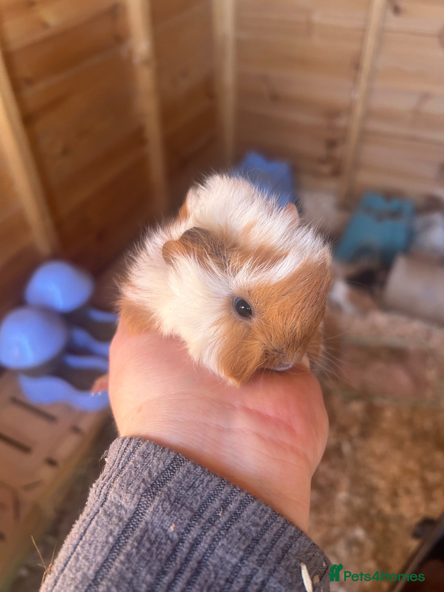 Guinea Pig rodents Male guinespigs  - Advert 1