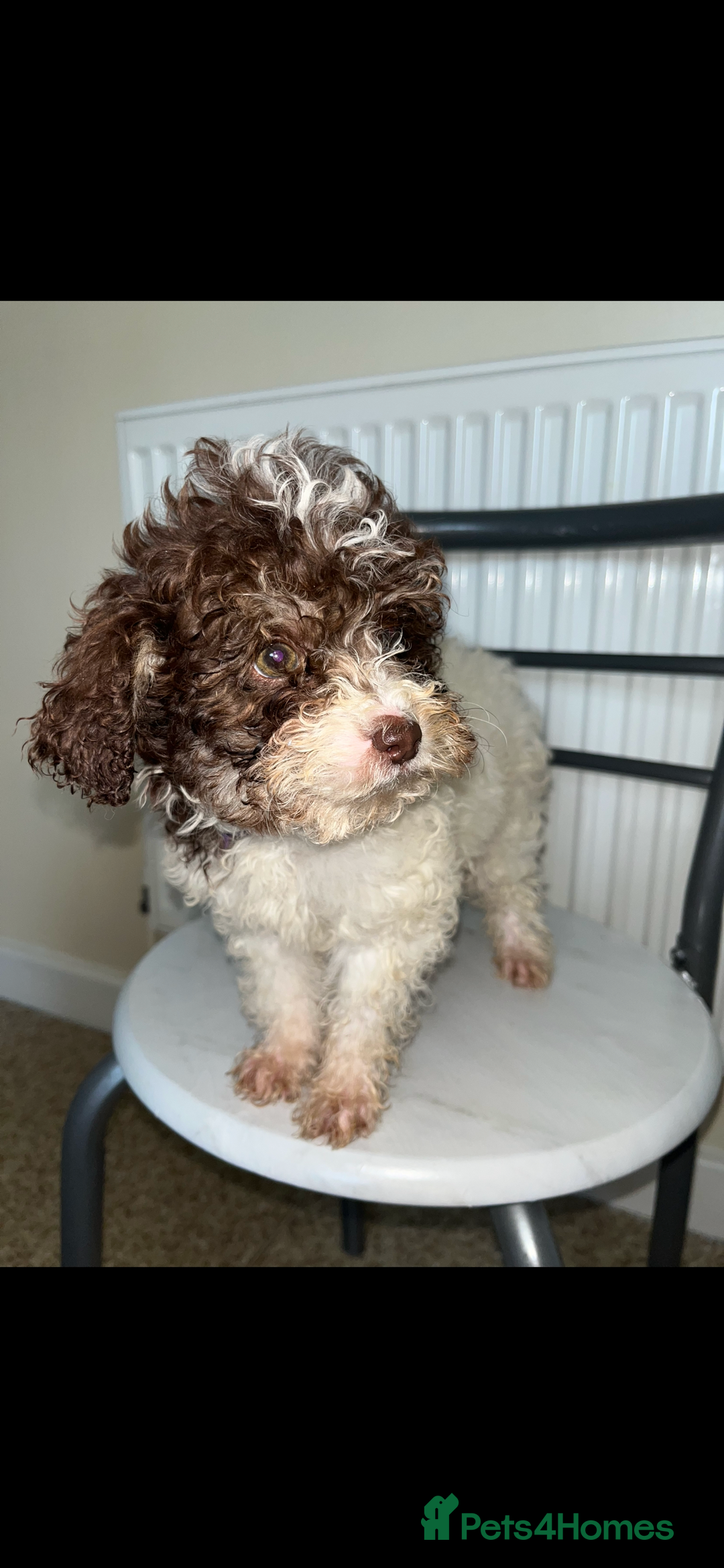 Shihpoo dogs for sale: Shihpoos  - Image 18