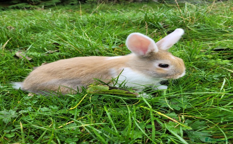 English Lop rabbits - Advert 2