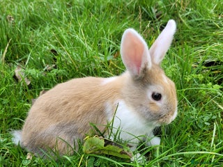 English Lop rabbits - Advert 29