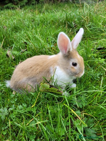 English Lop rabbits - Advert 2