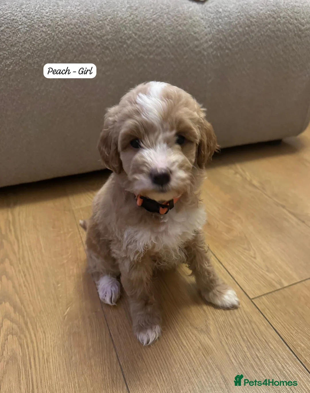 Australian Labradoodle dogs for sale: Australian Labradoodle Puppies - Advert 2