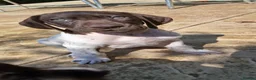 German Shorthaired Pointer dogs for sale: Beautiful German short haired pointer puppy's  - Advert 10