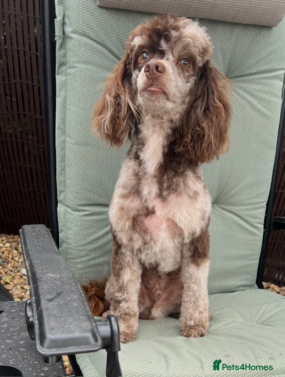 Toy Poodle dogs STUNNING Health Tested Toy Poodle for STUD - Advert 15