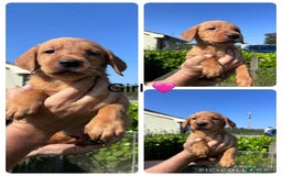 Labrador Retriever dogs for sale: Gorgeous Labrador pups for sale - Image 5