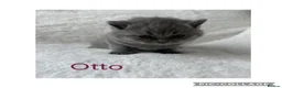 British Shorthair cats for sale: Stunning Blue British Shorthair Kittens  - Advert 11