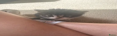 Mixed Breed female 2 
