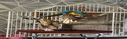 Macaws birds for sale: Blue and gold macaw  in Hertford - Advert 7