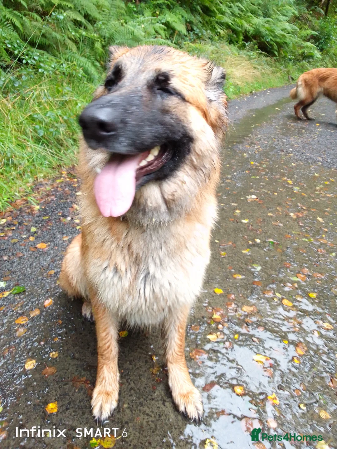 German Shepherd dogs for sale: GSD Puppies for sale - Advert 1