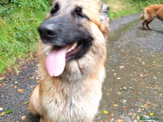 German Shepherd dogs GSD Puppies for sale - Advert 12