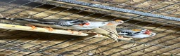 Finches birds for sale: 16 zebra finch - Advert 2