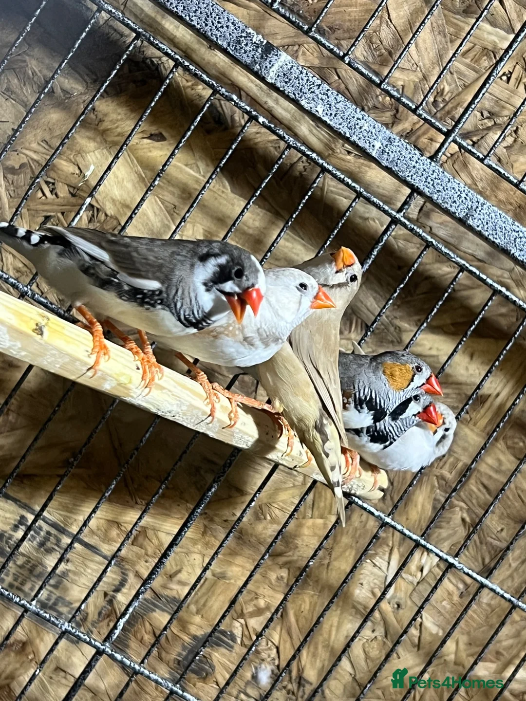 Finches birds for sale: 16 zebra finch - Advert 2