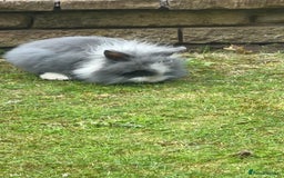 Lionhead rabbits for sale: Gorgeous Lionhead Rabbits Looking for Loving Homes - Image 12