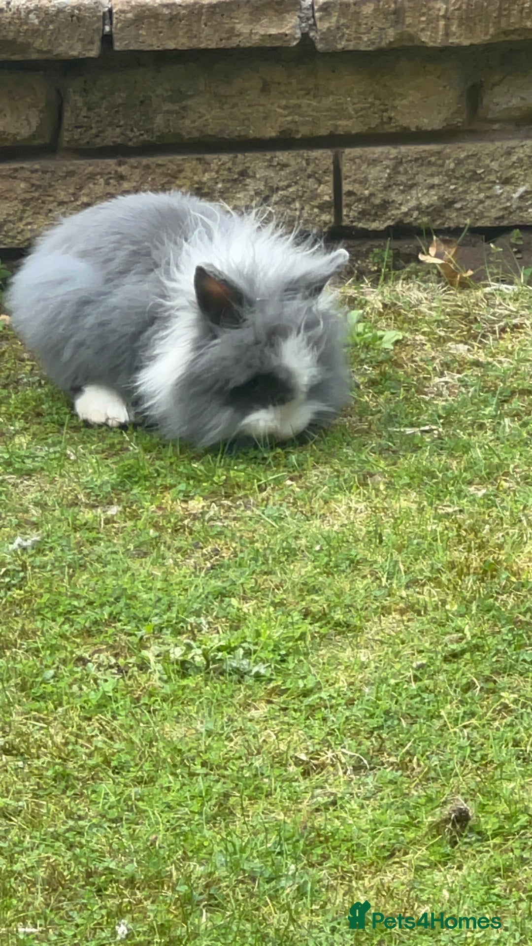 Lionhead rabbits for sale: Gorgeous Lionhead Rabbits Looking for Loving Homes - Image 12