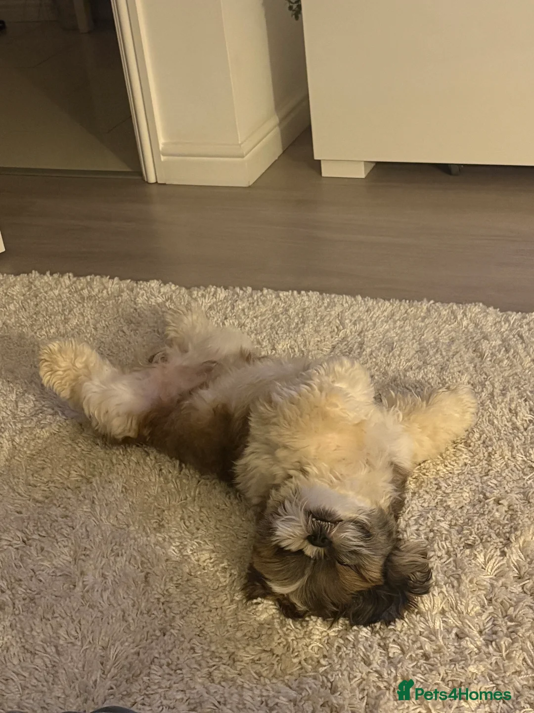 Shih Tzu dogs for stud: Shih Tzu for stud - Advert 2