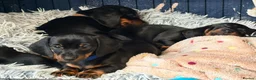 Miniature Dachshund dogs for sale: Miniature dachshund pups - Advert 24