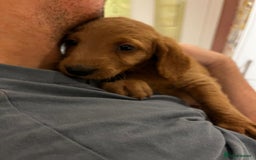 Labradoodle dogs for sale: Ready Now Miniature Fox Red Labradoodles  - Advert 8