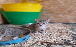Bengal cats for sale: Bengal cross kittens - Image 6