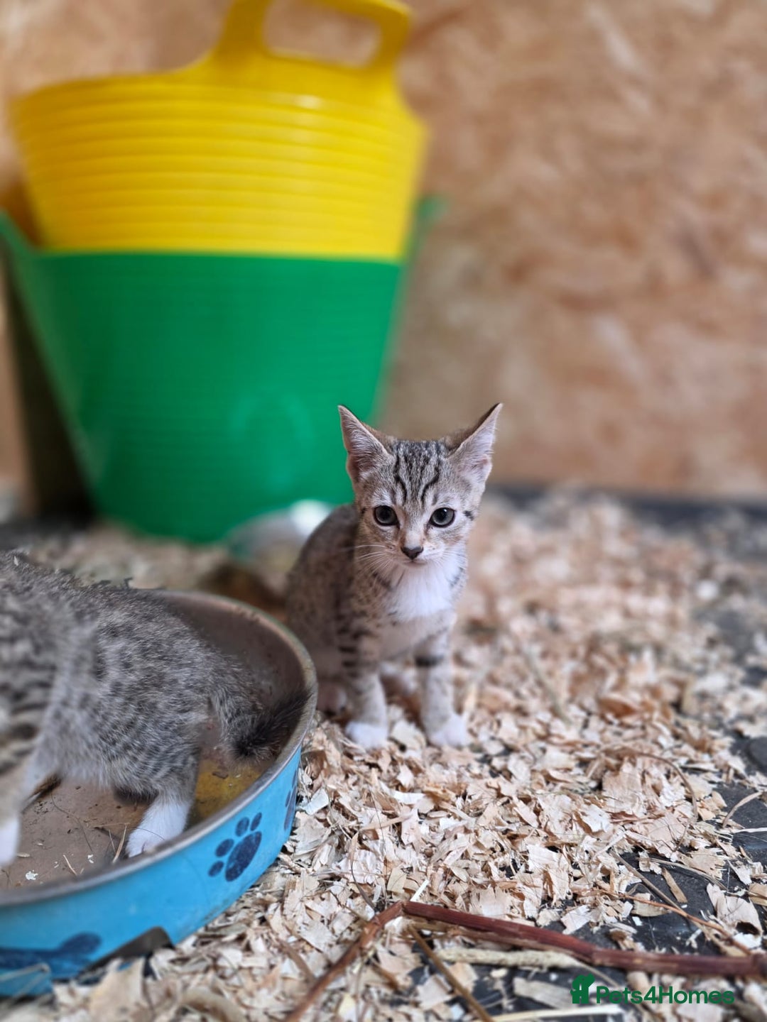 Bengal cats for sale: Bengal cross kittens - Image 6