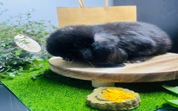 Mini Lop rabbits for sale: Beautiful pure bred Mini Lops  - Image 14