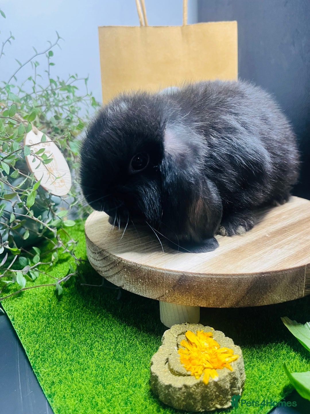 Mini Lop rabbits for sale: Beautiful pure bred Mini Lops  - Image 14