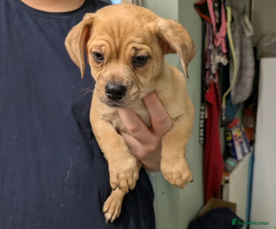 Jug dogs for sale: Irresistible Jug Puppies – Small Size, Big Hearts - Advert 4