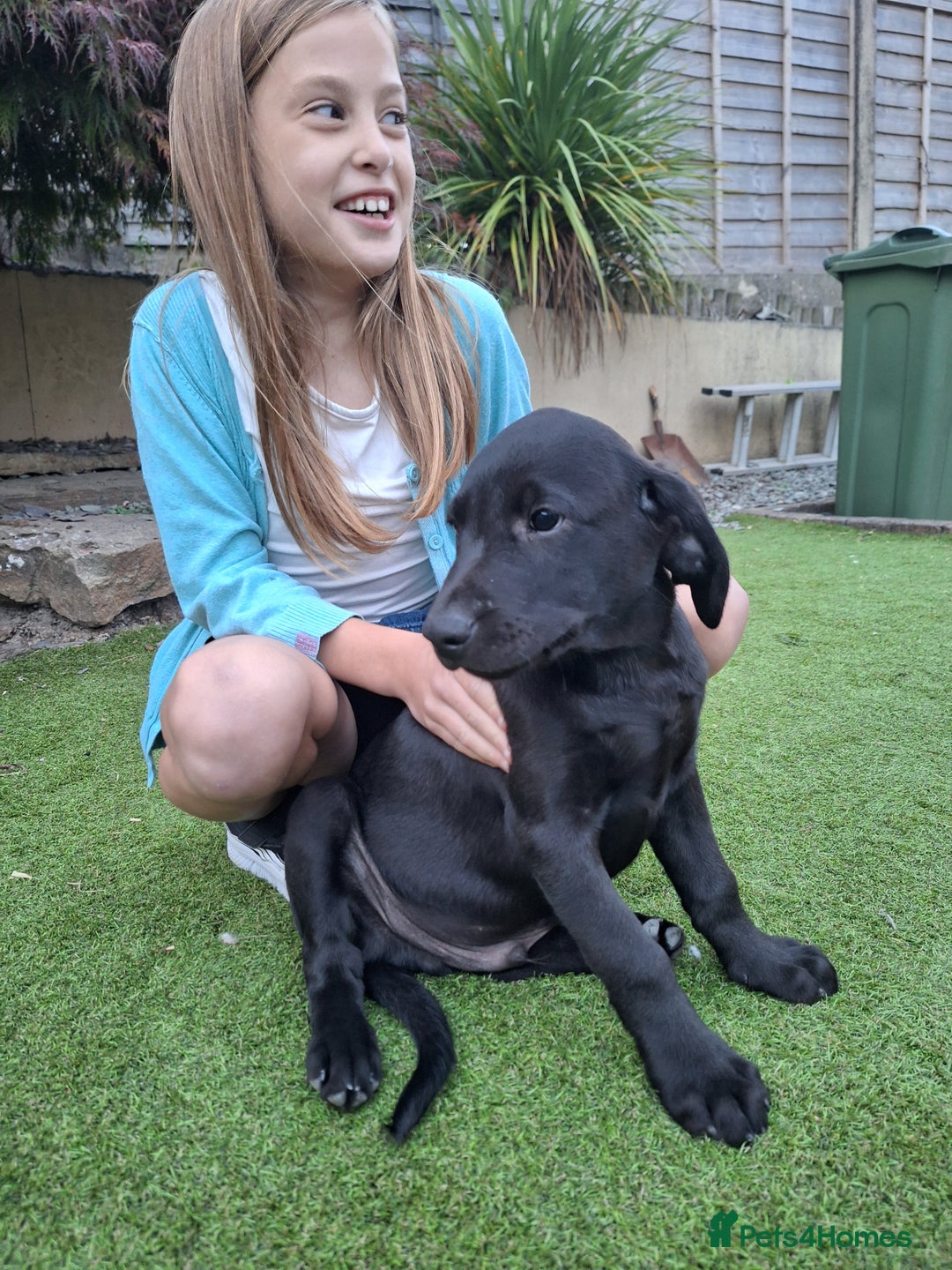 Labrador Retriever dogs for sale: ONLY 2 LEFT. Beautiful Healthy Labrador Puppies - Image 27