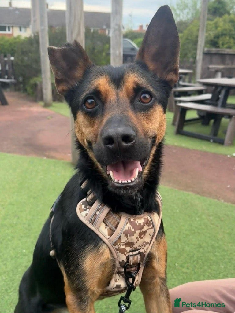 Mixed Breed dogs for adoption: Lucio deserves the chance to thrive  - Advert 4