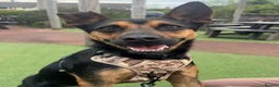 Mixed Breed dogs for adoption: Lucio deserves the chance to thrive  - Advert 1