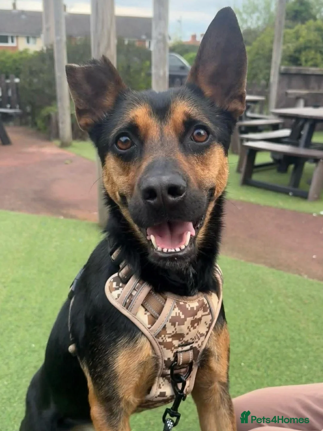 Mixed Breed dogs for adoption: Lucio deserves the chance to thrive  - Advert 1