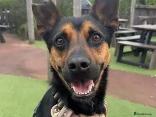 Mixed Breed dogs for adoption: Lucio deserves the chance to thrive - Advert 4