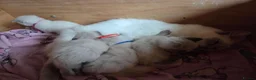 Ragdoll cats for sale: 4 Beautiful Ragdoll kittens, 2 Seal, 2 Lilac - Advert 23