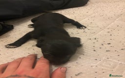 Patterdale Terrier dogs for sale: patterdale terrier pups ready to go - Image 7