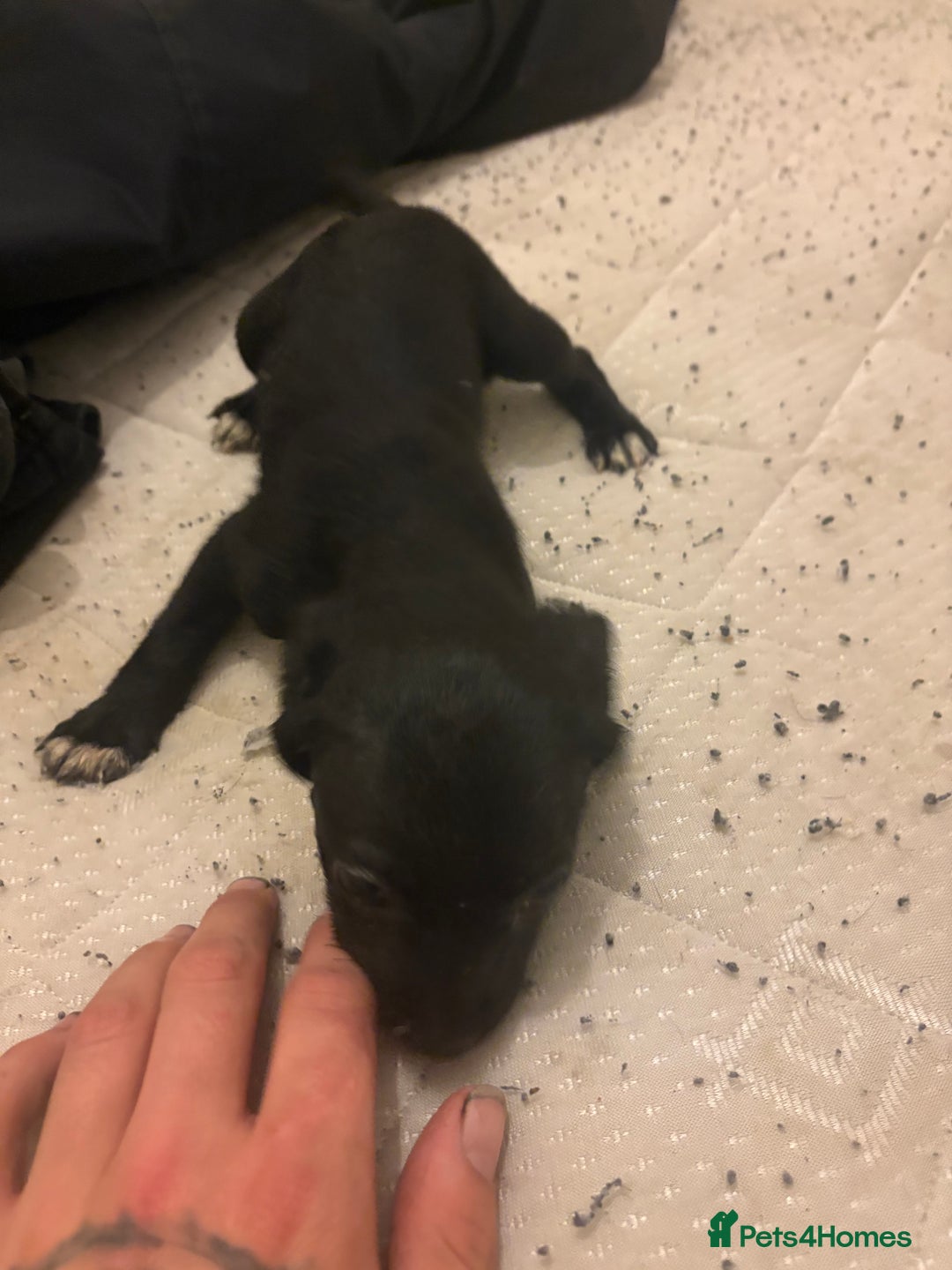 Patterdale Terrier dogs for sale: patterdale terrier pups ready to go - Image 7