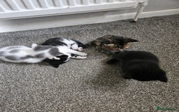 Mixed Breed cats for sale: 🐾 6 Adorable Kittens Looking for Loving Homes!  - Image 4